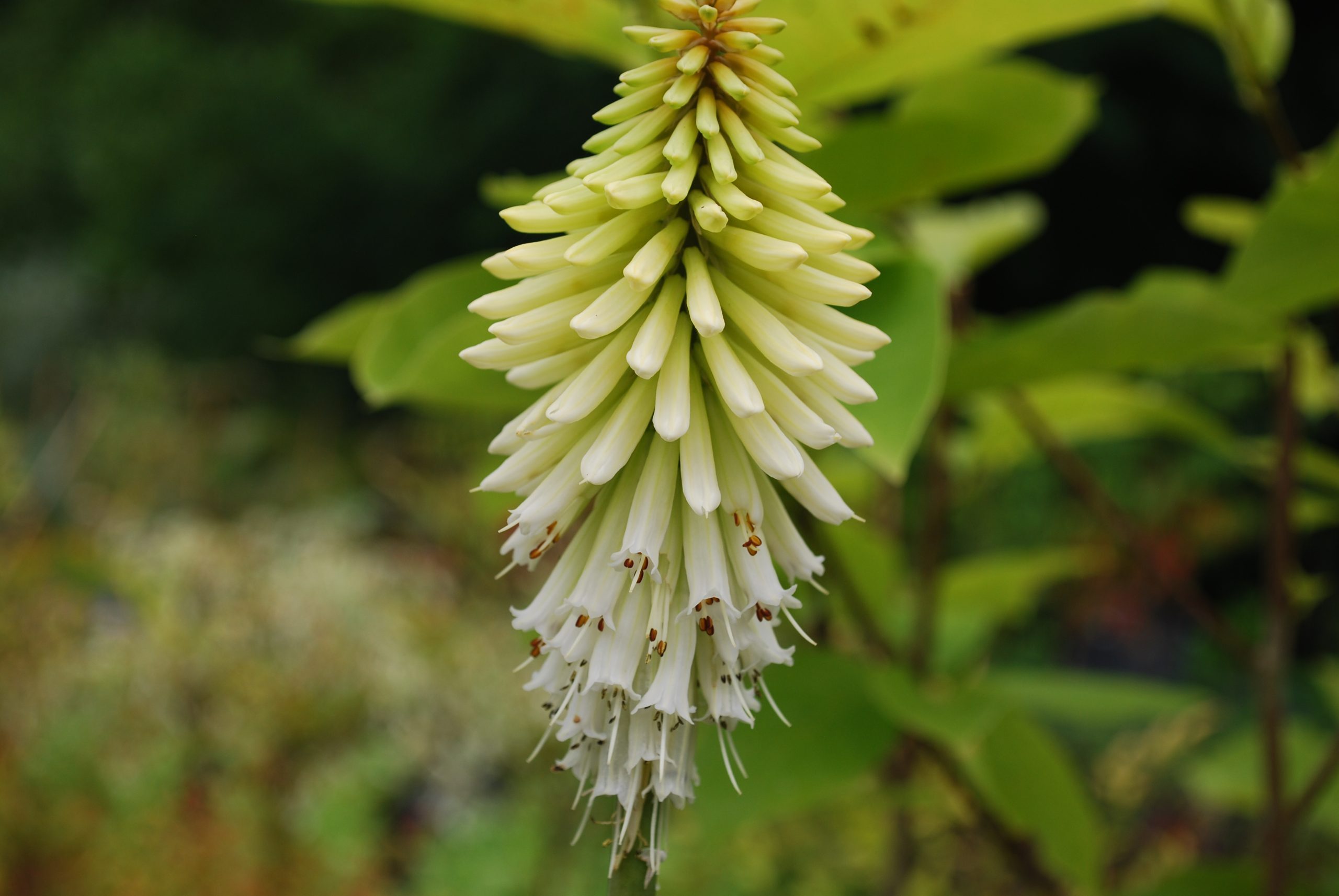 Kniphofia Ice Queen Kniphofia Ice Queen