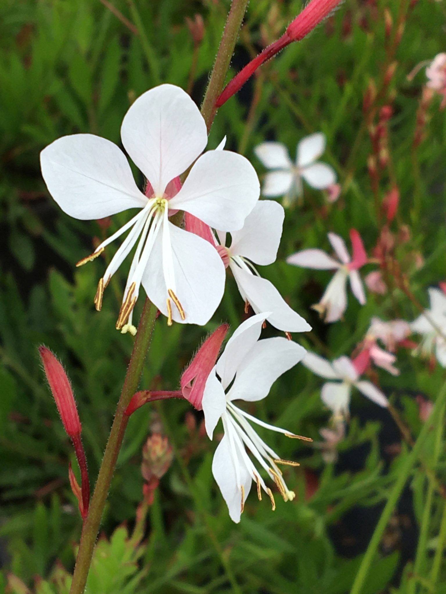 Gaura Whirling Butterflies. Shrubs for Sale. Letsgoplanting.co.uk