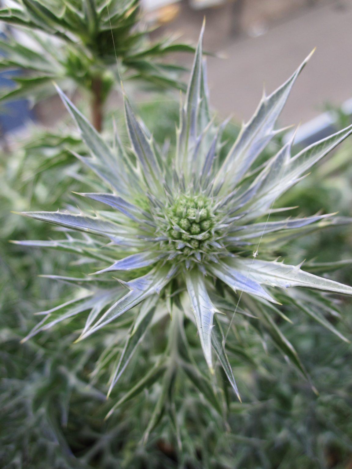 Eryngium Bourgatii Picos Amethyst for Sale. Letsgoplanting.co.uk