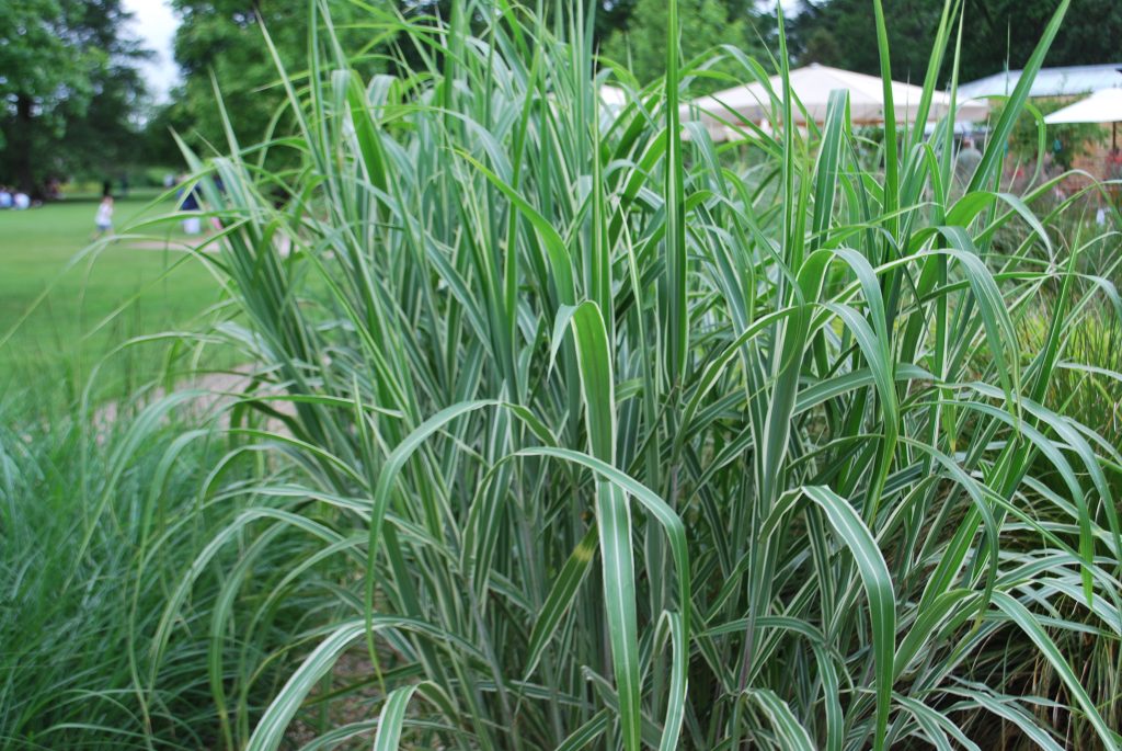 Miscanthus Cosmopolitan