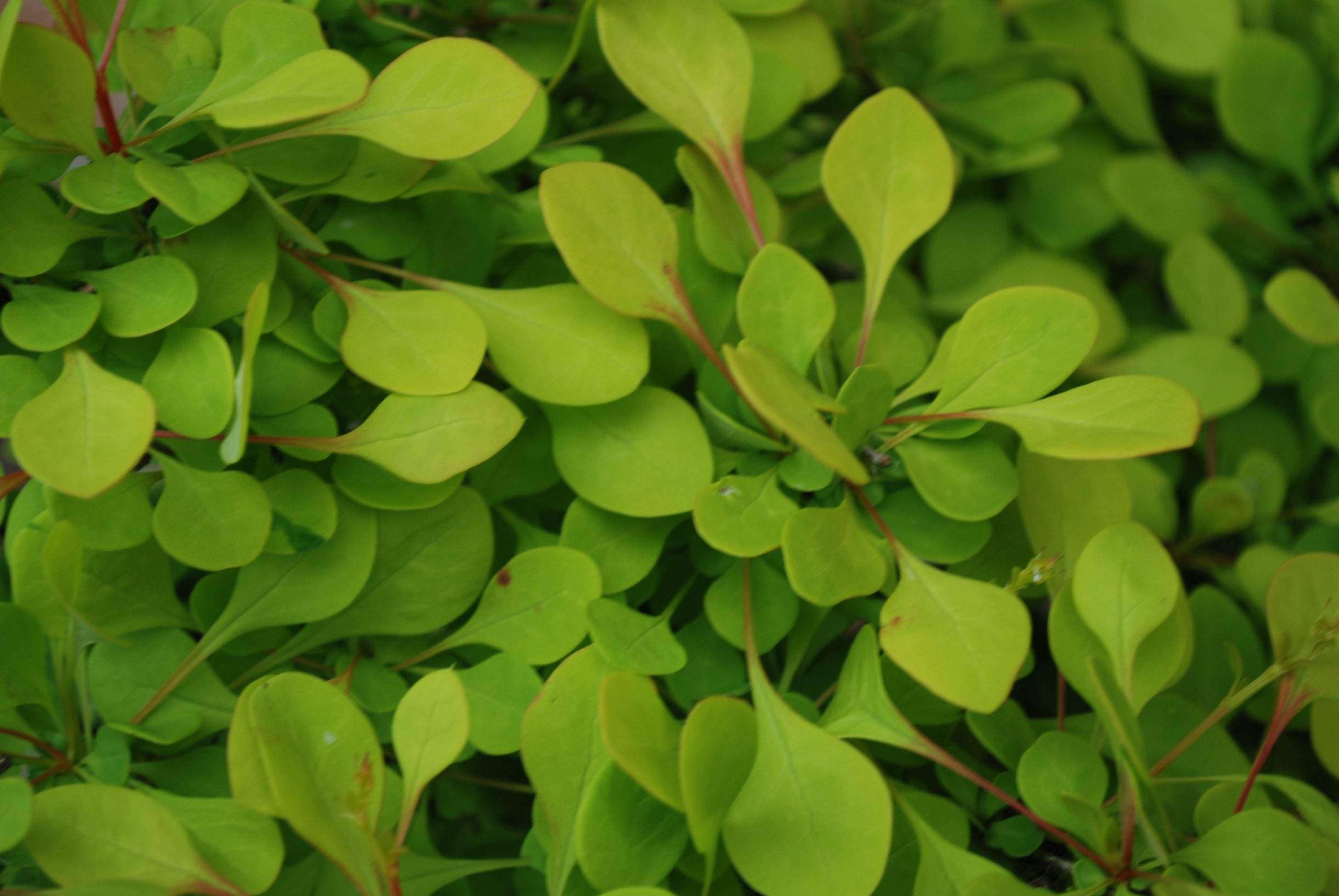 Berberis Thunbergii Aurea Berberis Thunbergii Aurea
