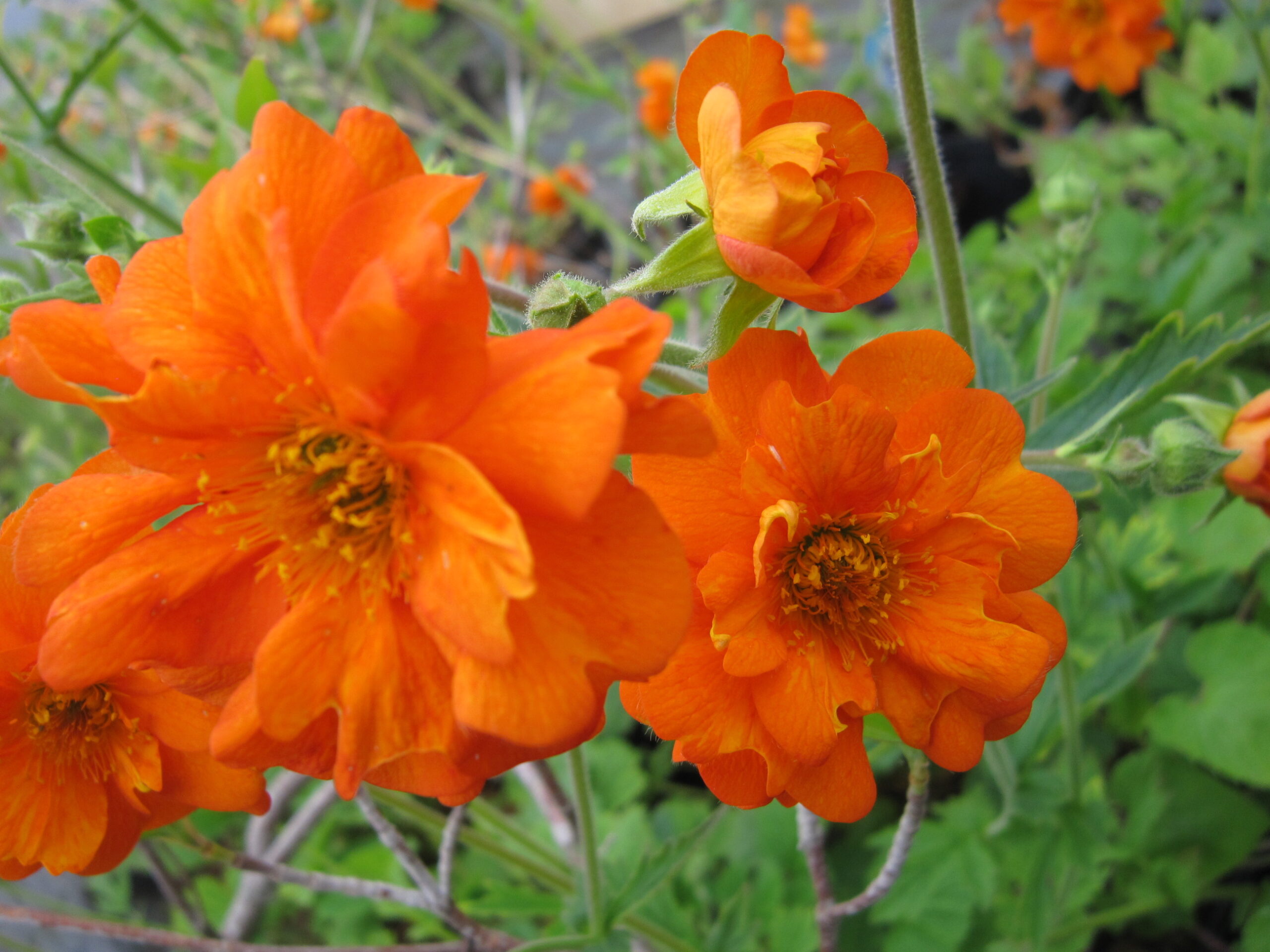 GEUM PRINSES JULIANA