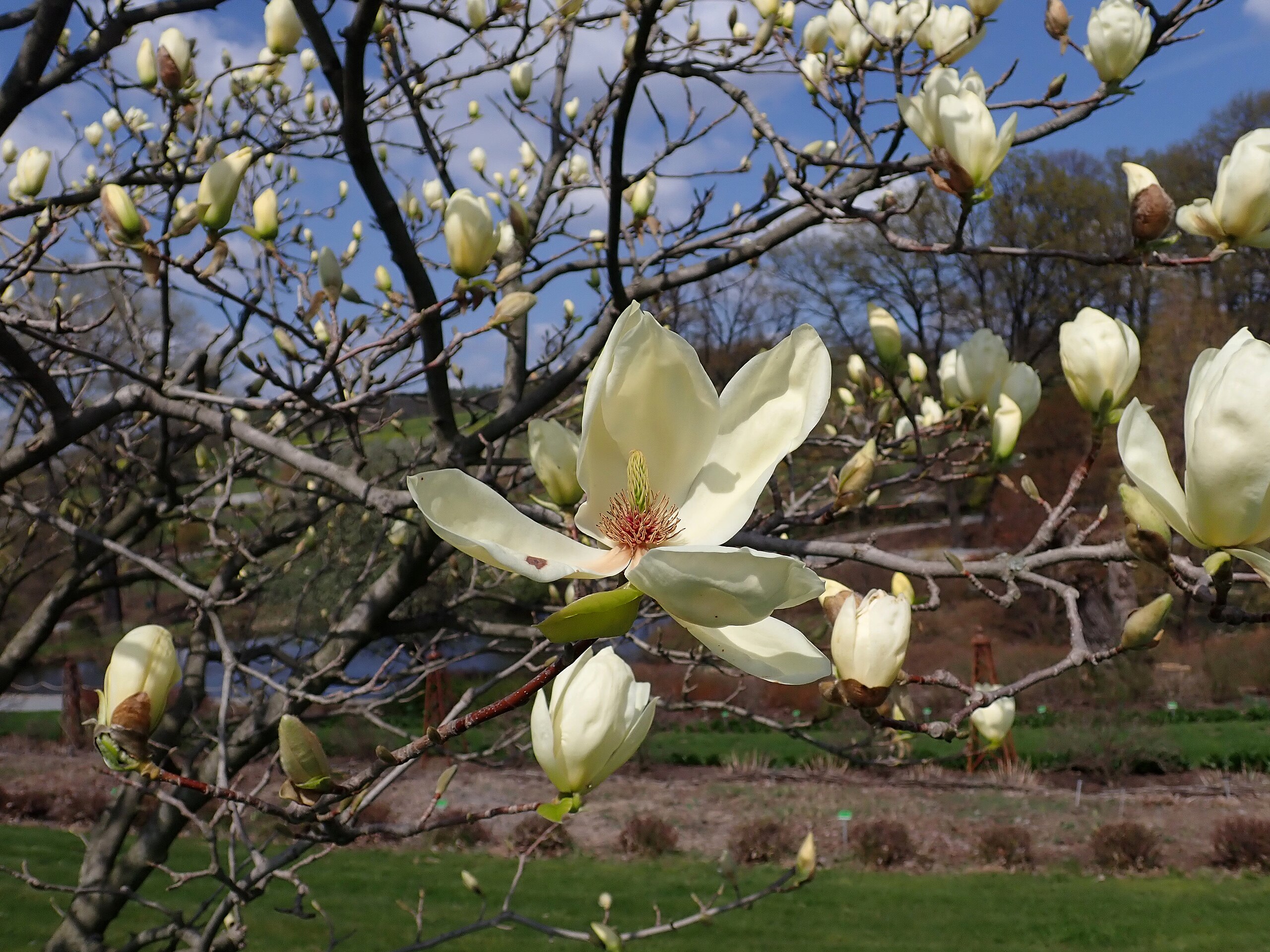 Magnolia Yellow River. Shrubs for Sale UK. Letsgoplanting.co.uk