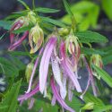 Campanula Pink Octopus