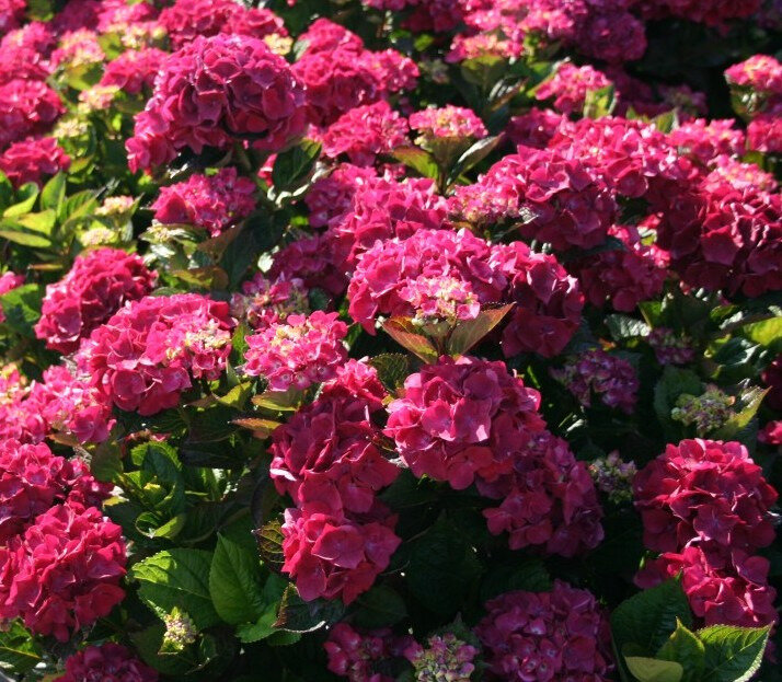 hydrangea sanguine Hydrangea Sanguine