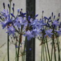 Agapanthus Tinkerbell