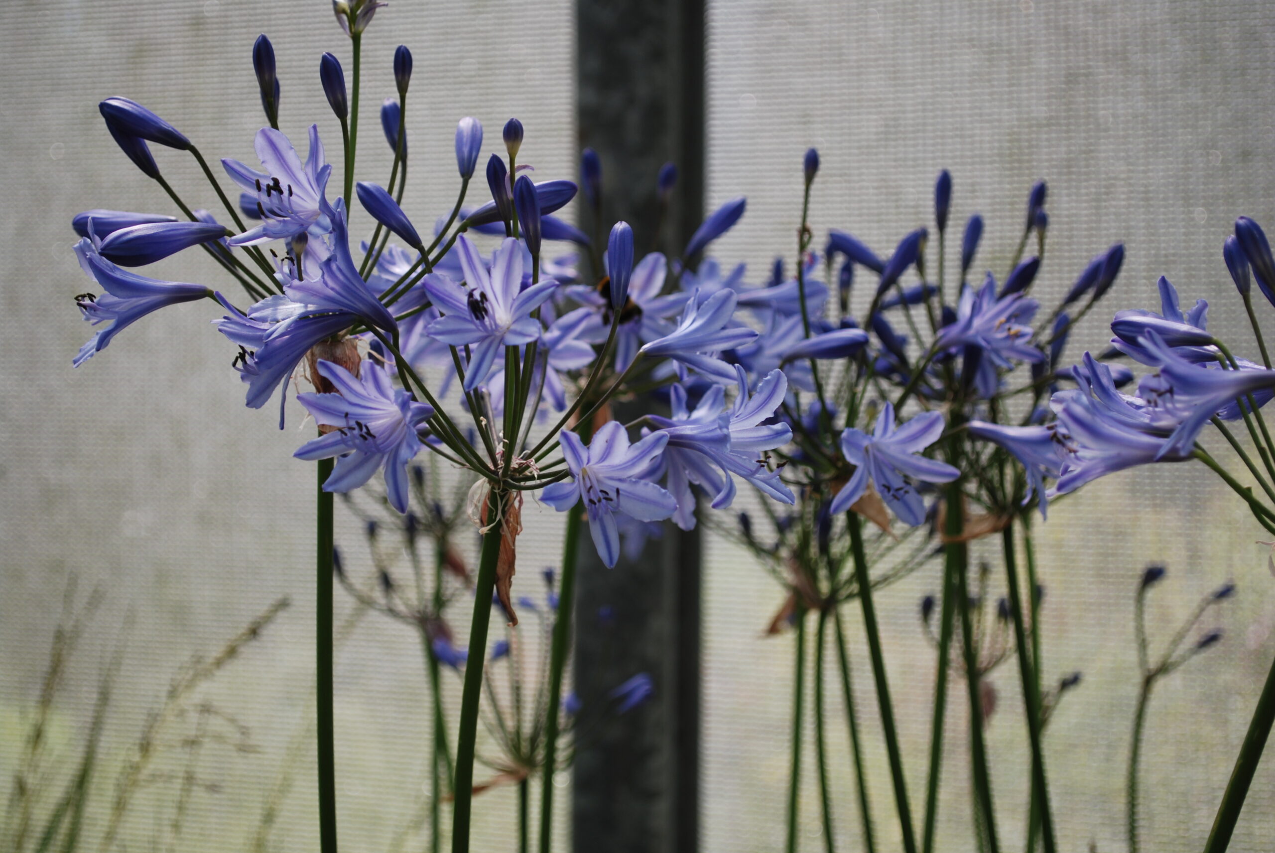 Agapanthus Tinkerbell