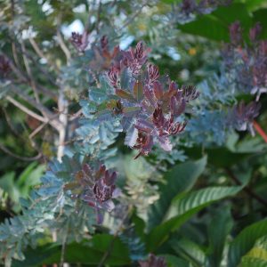 Acacia Baileyana Purpurea
