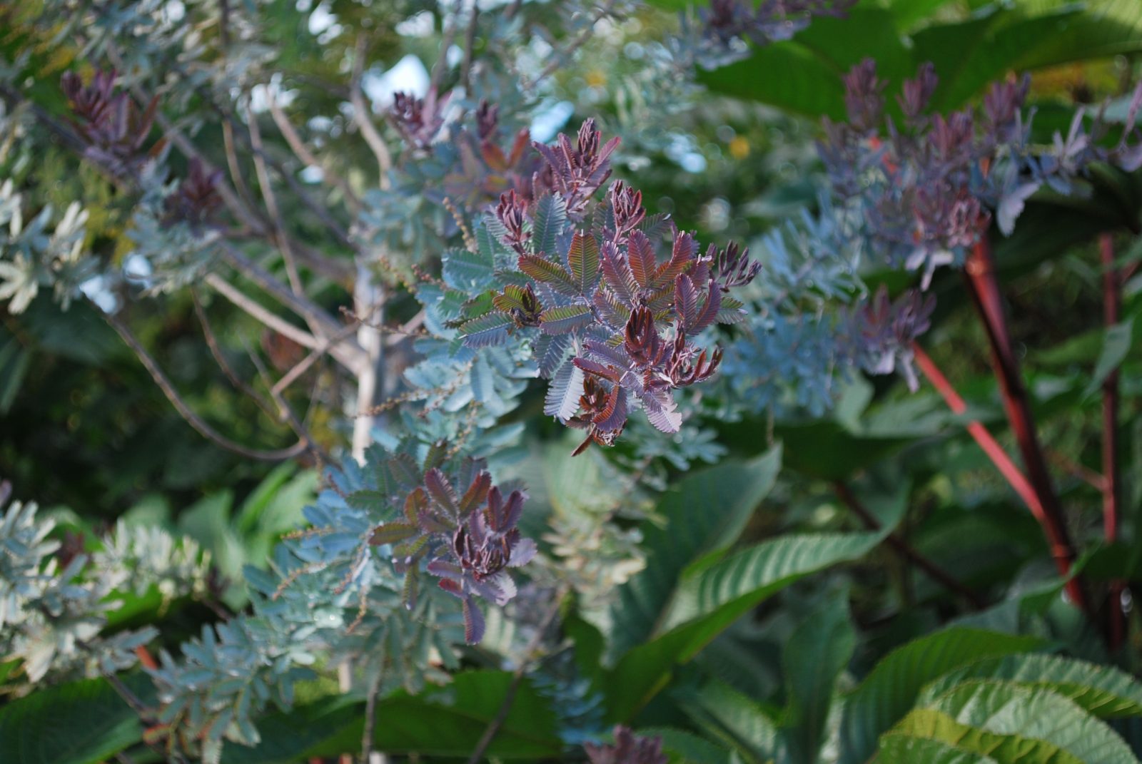 Acacia Baileyana Purpurea