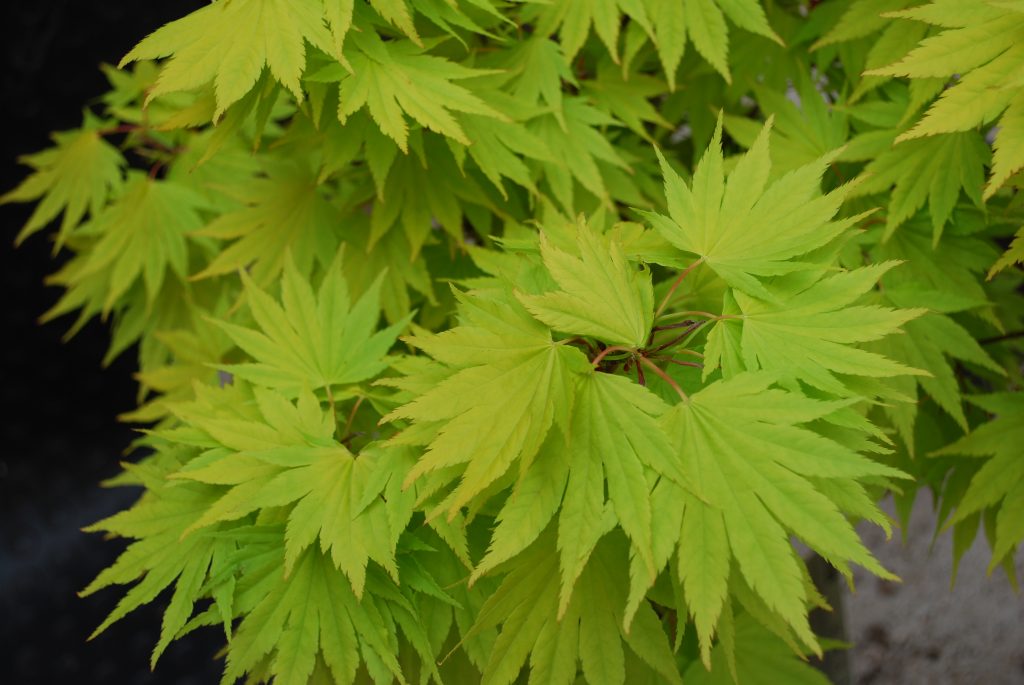 Acer Jordan. Small Garden Trees for Sale UK. Letsgoplanting.co.uk