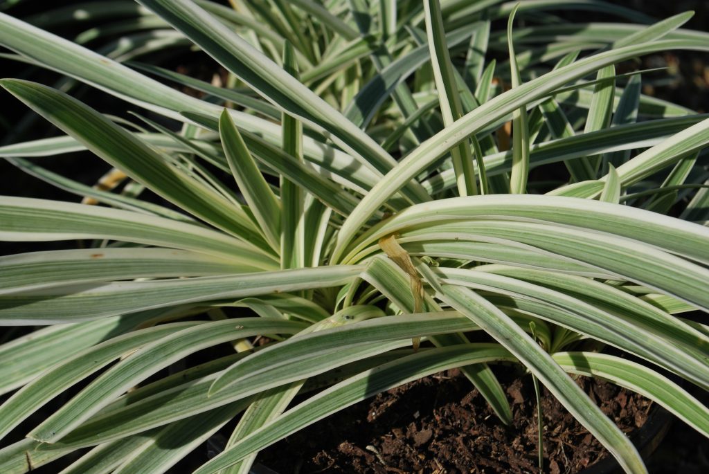 AGAPANTHUS TINKERBELL