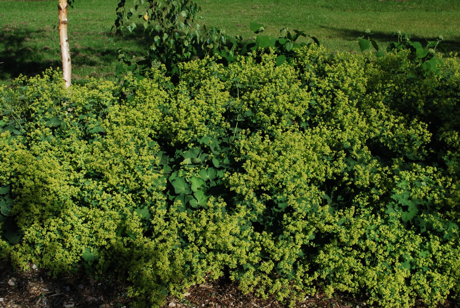 Alchemilla Mollis 1 Alchemilla Mollis