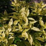 Aucuba Japonica Golden King