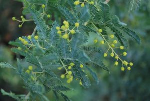 Acacia Baileyana