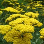 ACHILLEA MOONSHINE