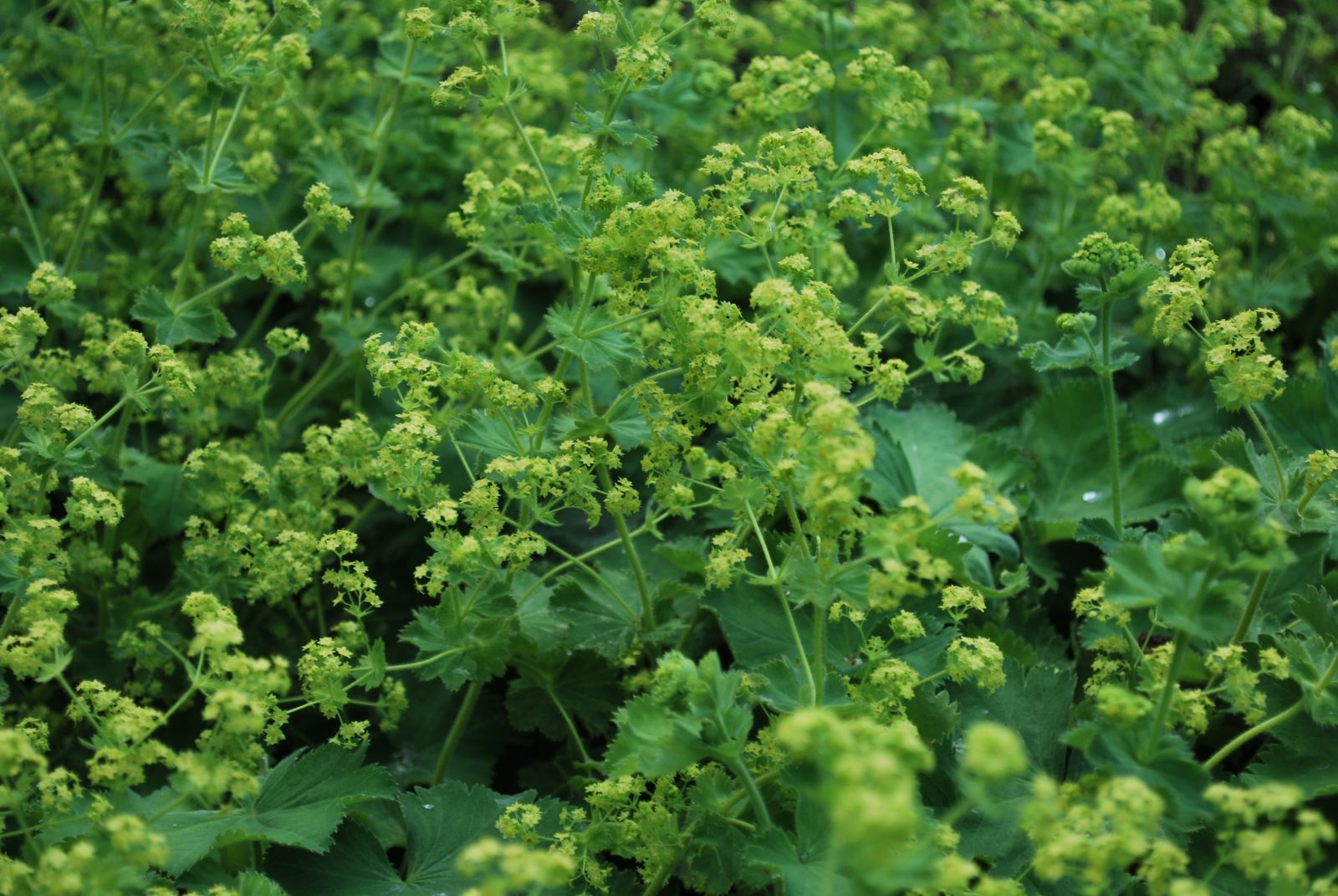 Alchemilla Mollis 2 Alchemilla Mollis