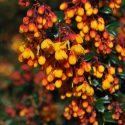 Berberis Darwinii