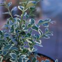 BUXUS SEMPERVIRENS 'ELEGANTISSIMA'