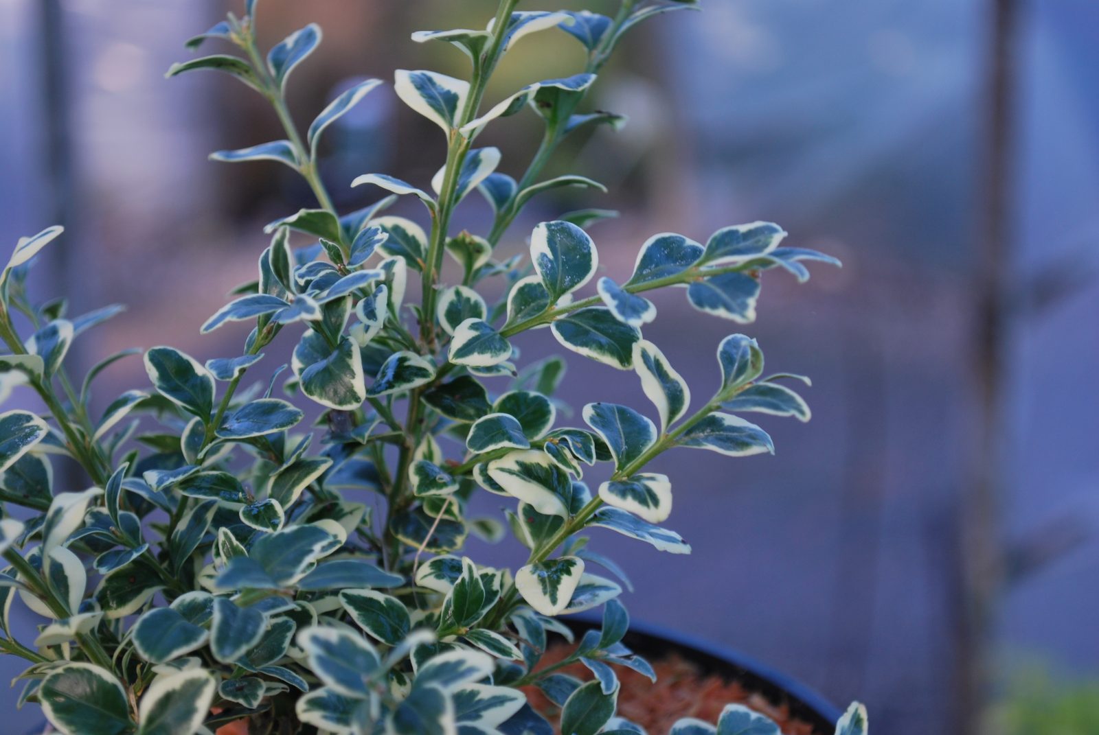 BUXUS SEMPERVIRENS 'ELEGANTISSIMA'