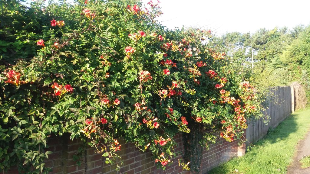 Campsis X Tagliabuana 'Madame Galen'