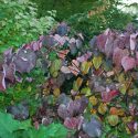 Cercis Canadensis Forest Pansy