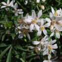 CHOISYA WHITE DAZZLER