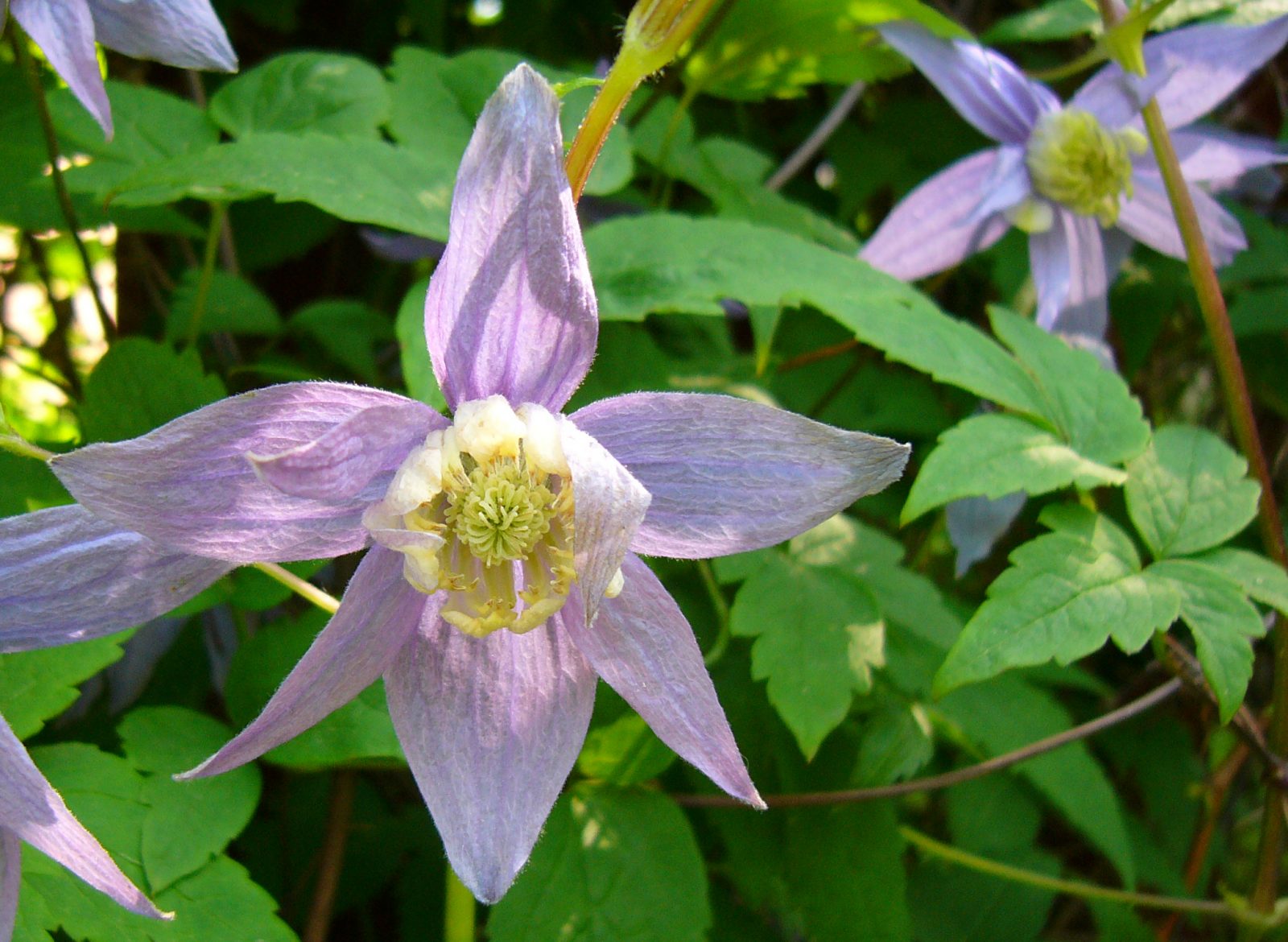 Clematis Macropetala. Garden Climbers for Sale. Letsgoplanting.co.uk.