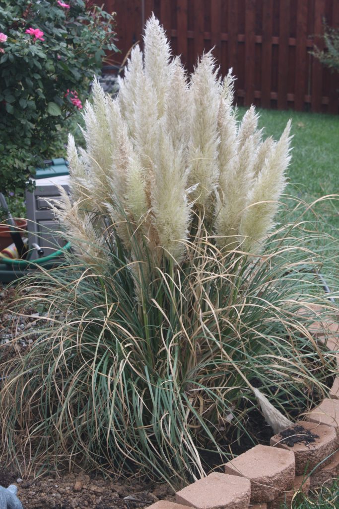 Cortaderia Selloana Pumila