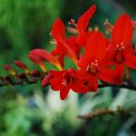 CROCOSMIA LUCIFER