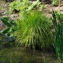 Carex Elata Aurea