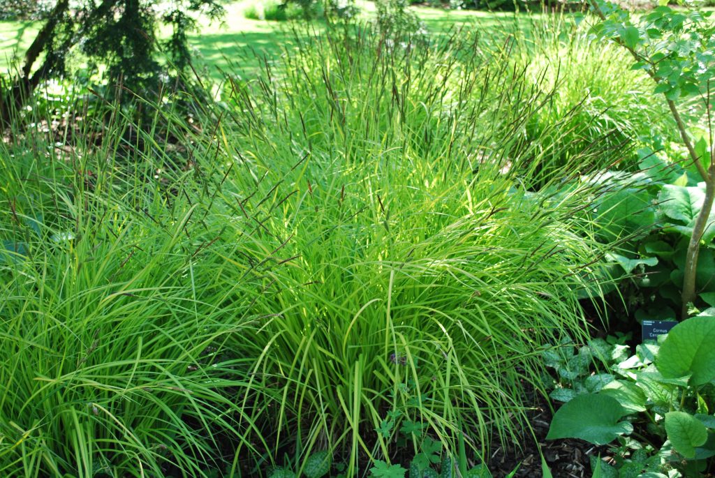 Carex Elata Aurea