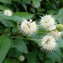 Cephalanthus Occidentalis