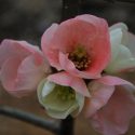 Chaenomeles Speciosa Moerloosei