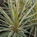 Cordyline 'Torbay Dazzler'