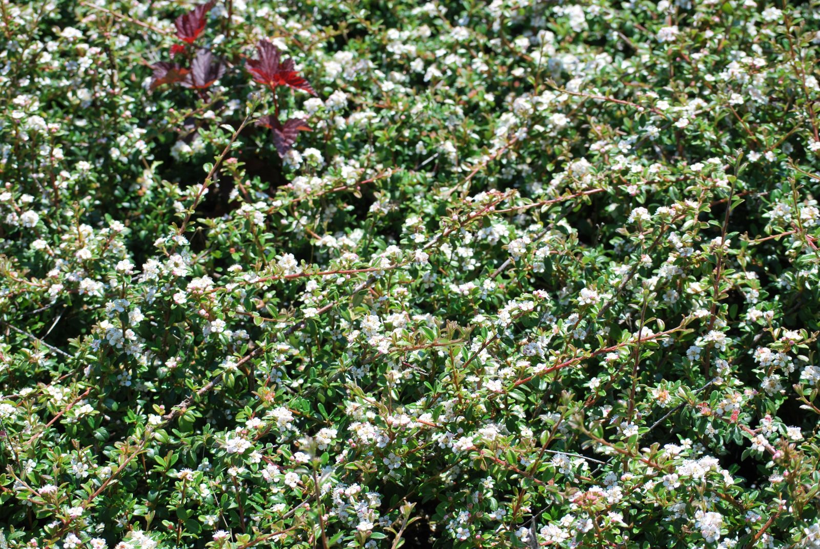 Cotoneaster Coral Beauty 2 Cotoneaster Coral Beauty
