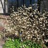 Edgeworthia Chrysantha Frederic