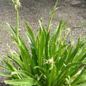 Eryngium Agavifolium
