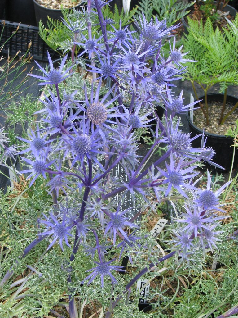 Eryngium Bourgatii. Perennials for Sale UK. Letsgoplanting.co.uk