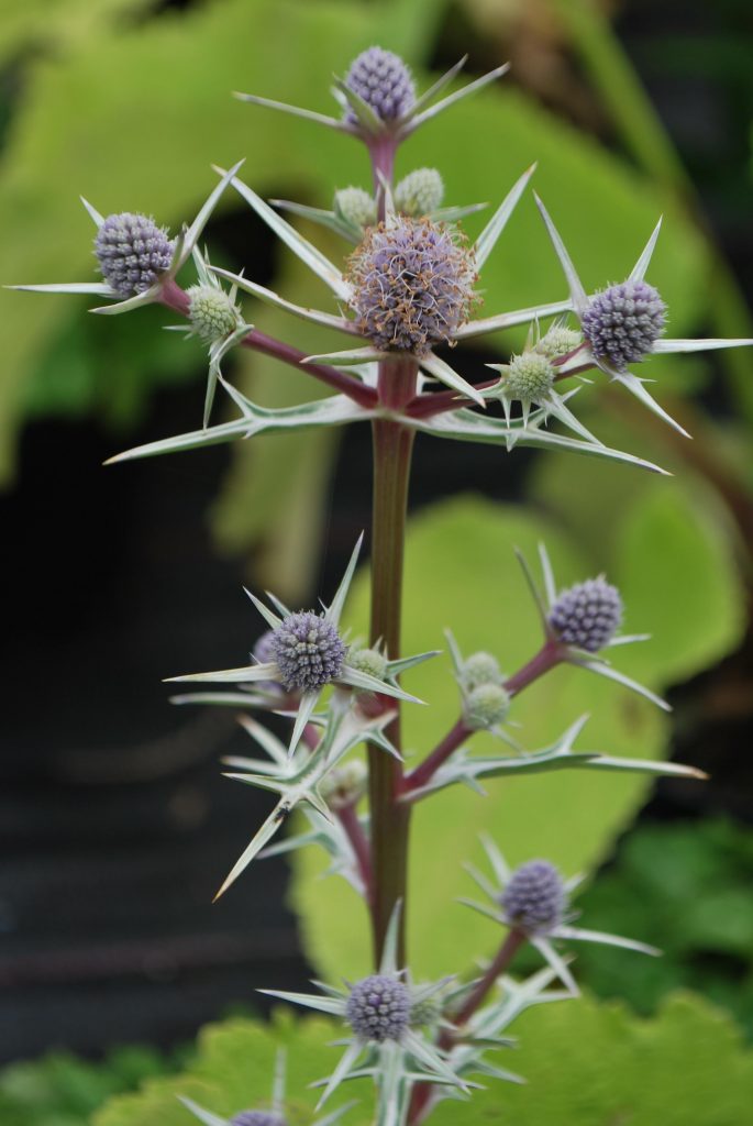 Eryngium Variifolium. Perennials for Sale UK. Letsgoplanting.co.uk.