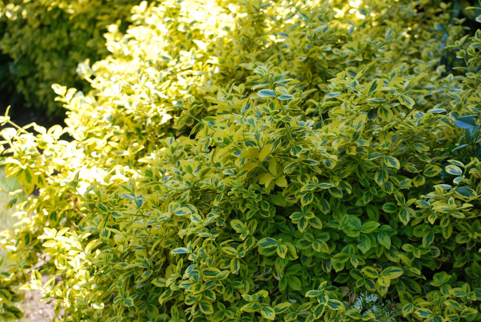 Euonymus Fortunei Emerald And Gold