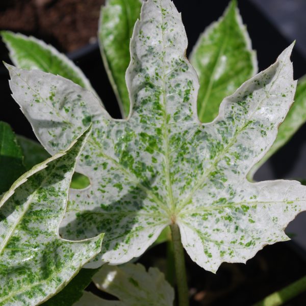 Fatsia Spiders . Shrubs for Sale UK. Letsgoplanting.co.uk