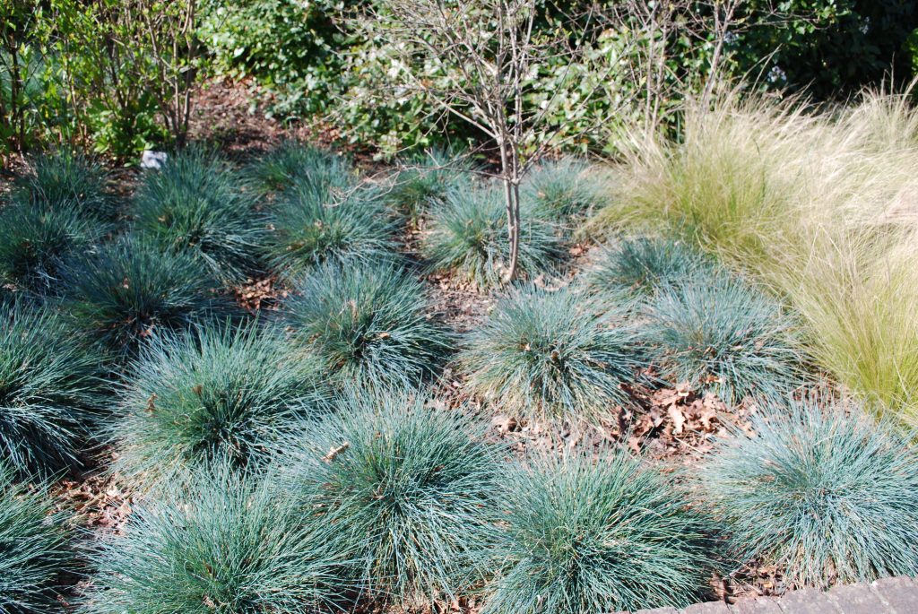 Blue Fescue (Festuca glauca) 11 Festuca Glauca Elijah Blue