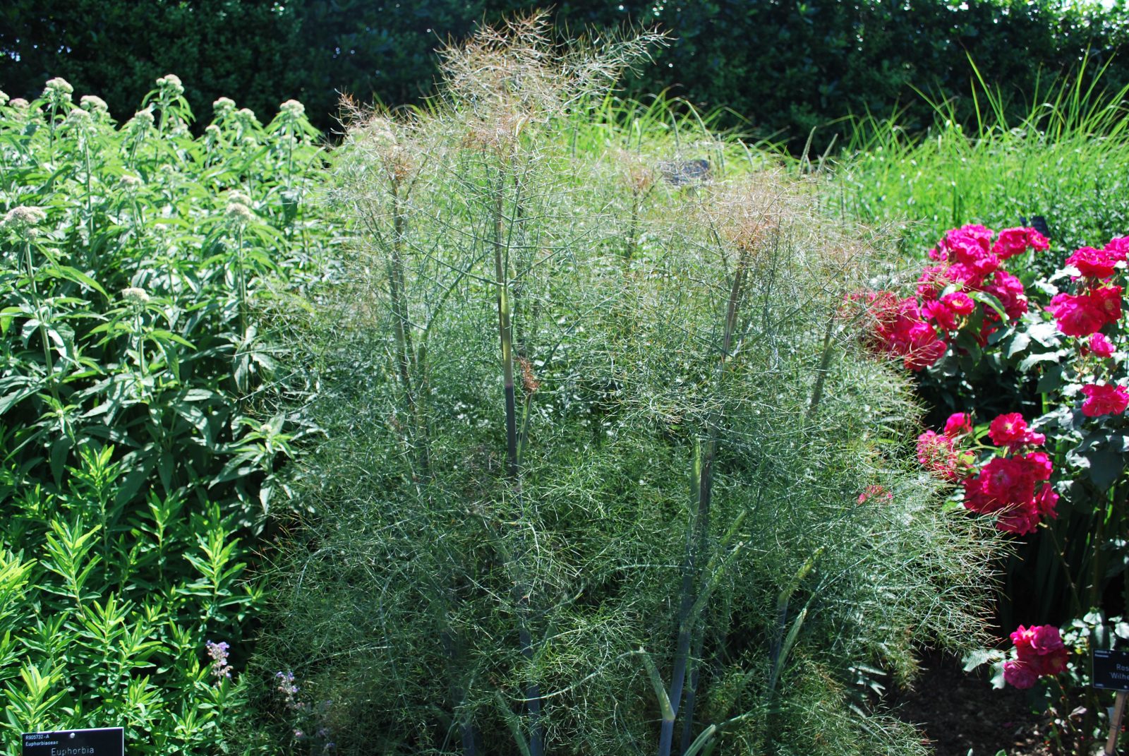 Foeniculum Vulgare 'Purpureum' 1 Foeniculum Vulgare 'Purpureum'