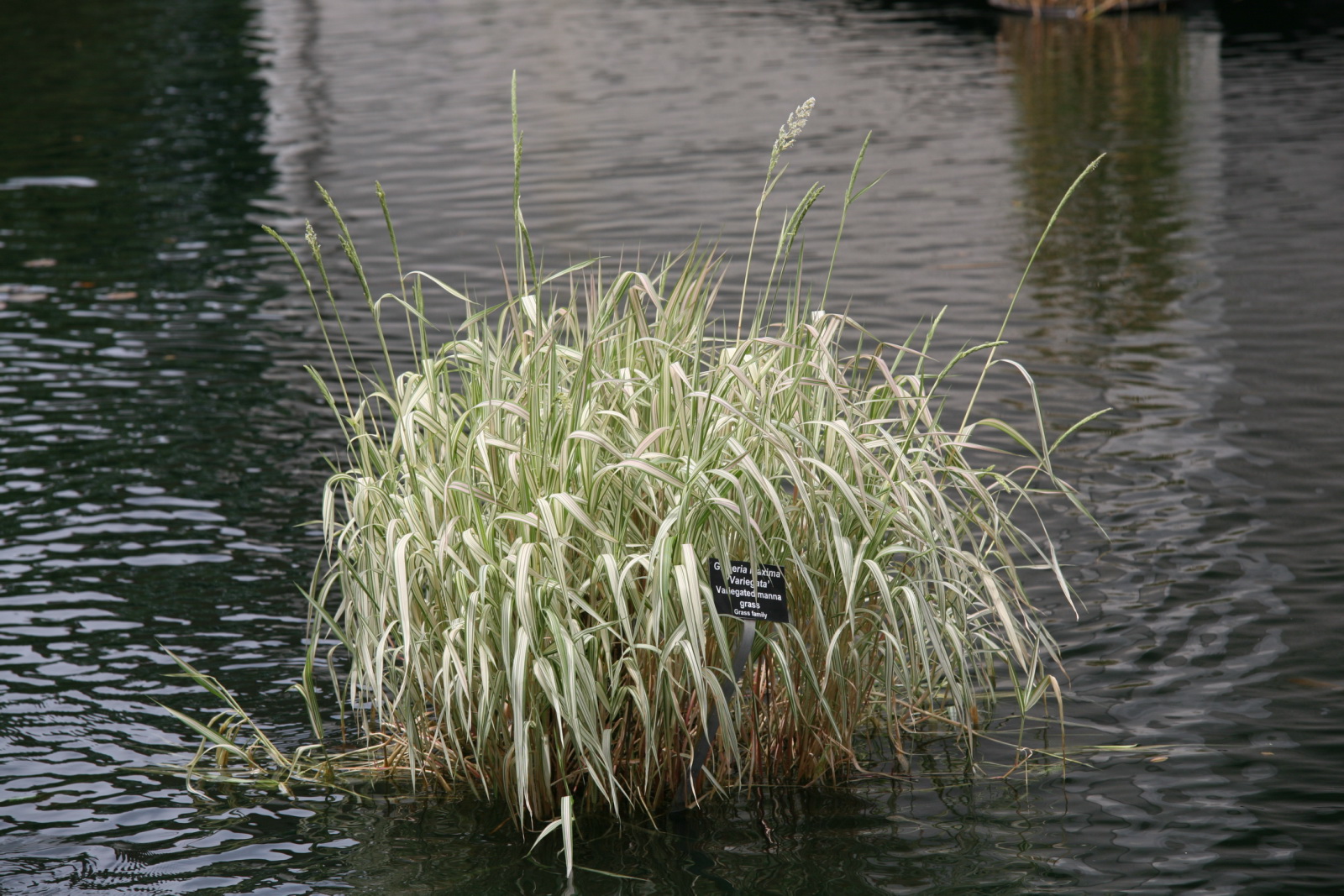GLYCERIA 'MAXIMA VARIEGATA'