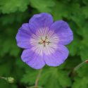 Geranium Rozanne