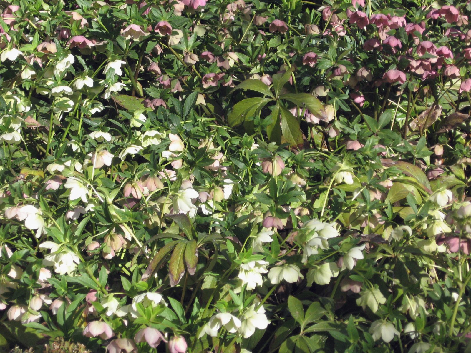 Helleborus Orientalis 2 Helleborus Orientalis
