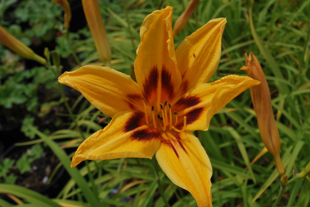 Hemerocallis Bonanza