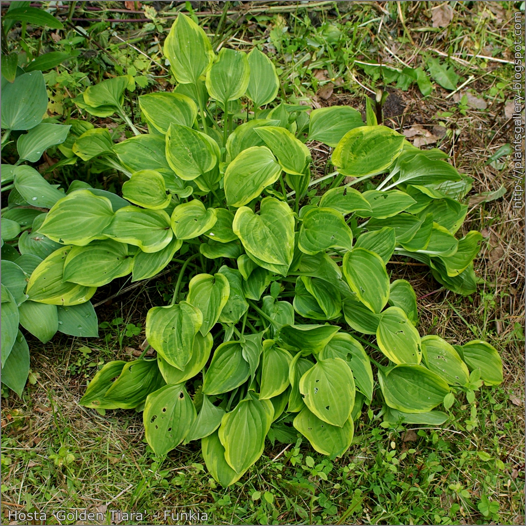 Hosta Golden Tiara Let's Go Planting