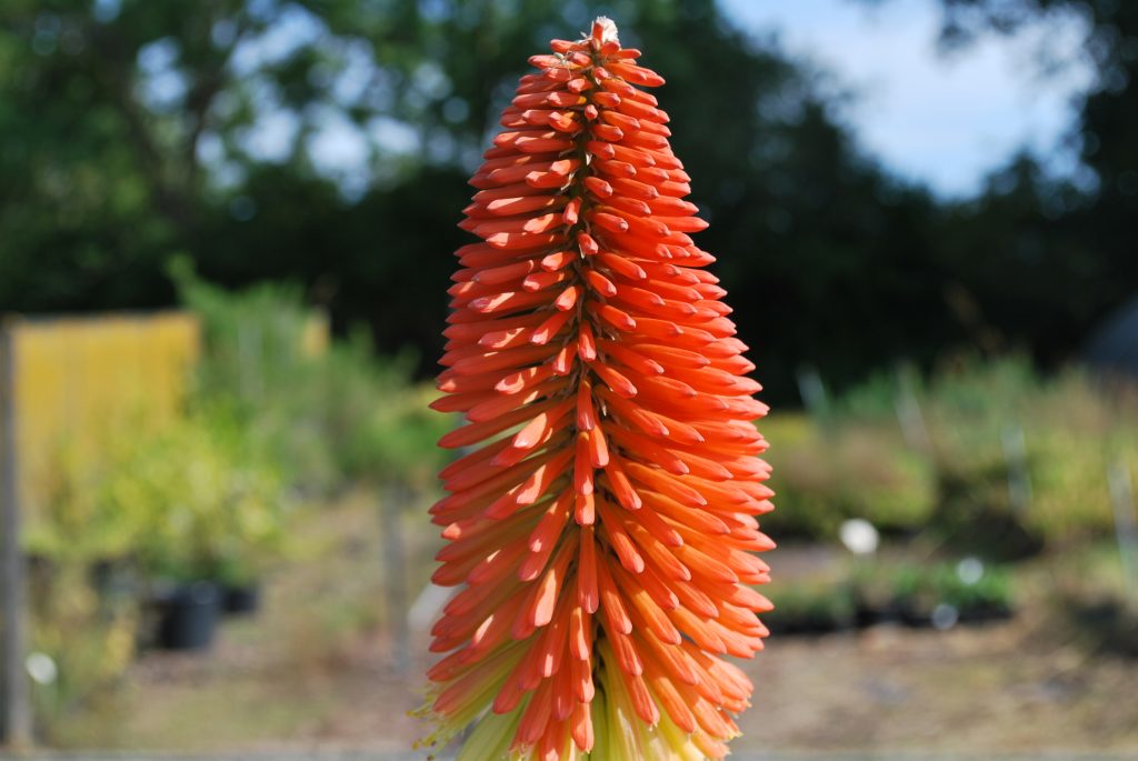 Kniphofia Caulescens