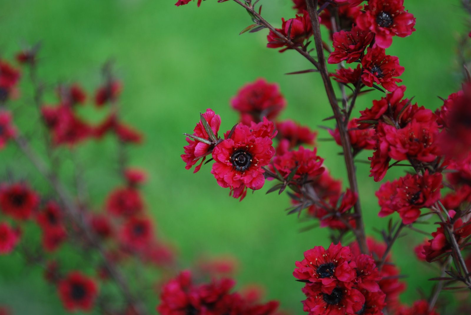 Leptospermum Burgundy Queen.Shrubs for Sale UK. Letsgoplanting.co.uk